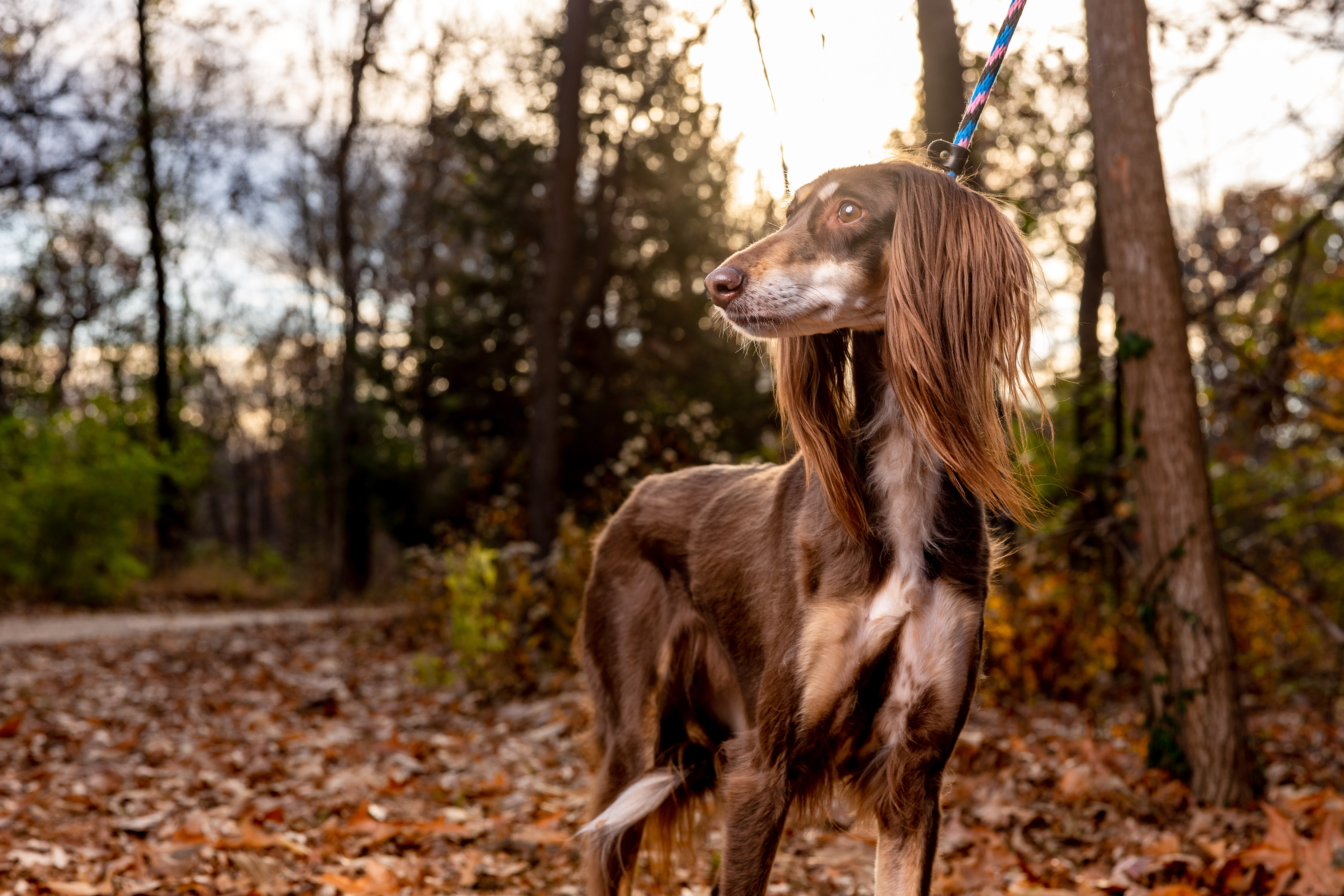 Saluki Dog in Fall