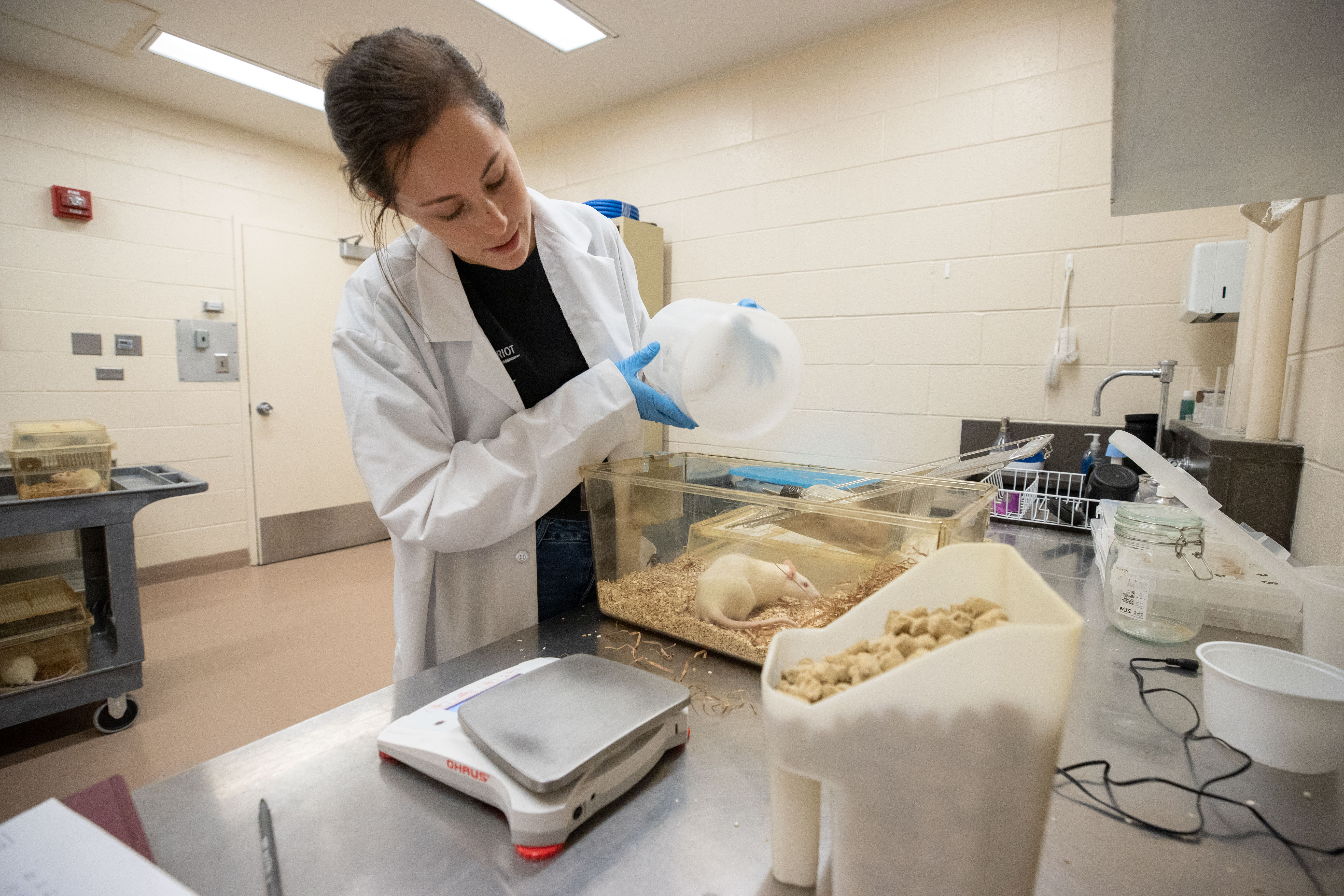 Student Researching Rat