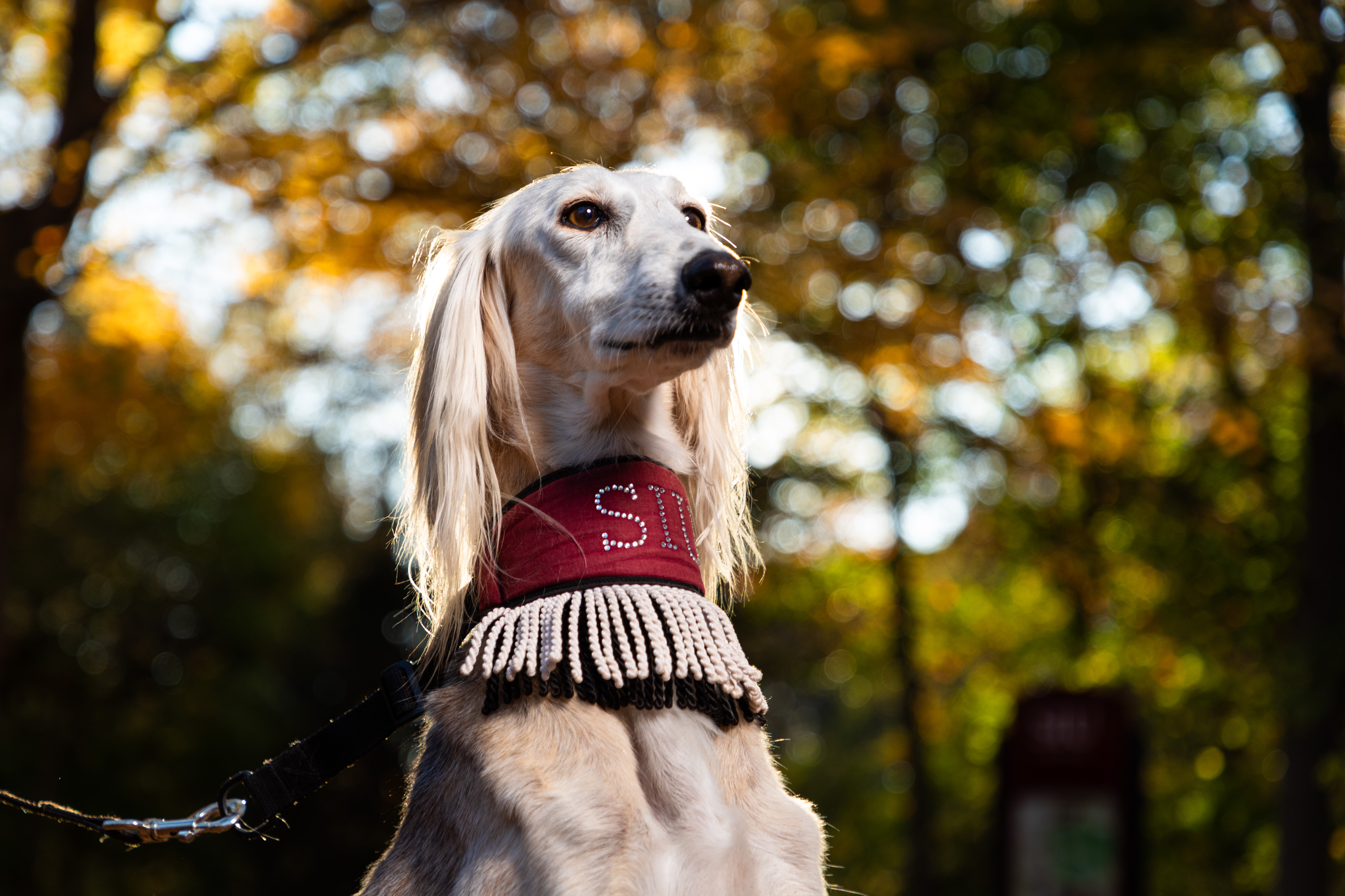 Distinguished Saluki